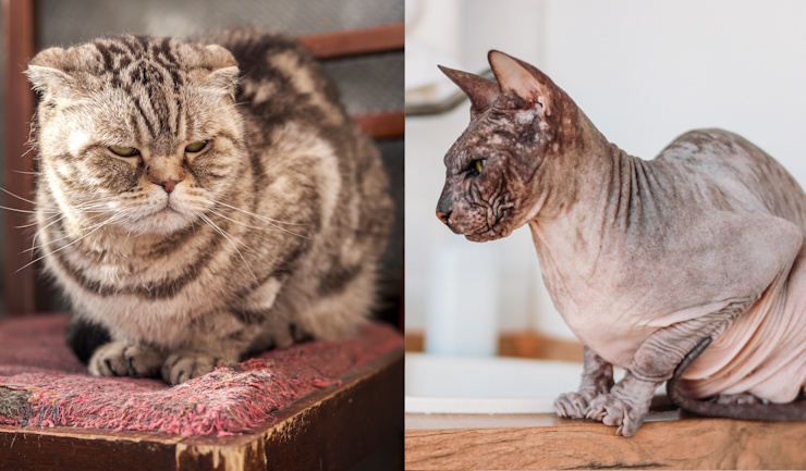 Houdverbod vouwoorkat en naaktkat